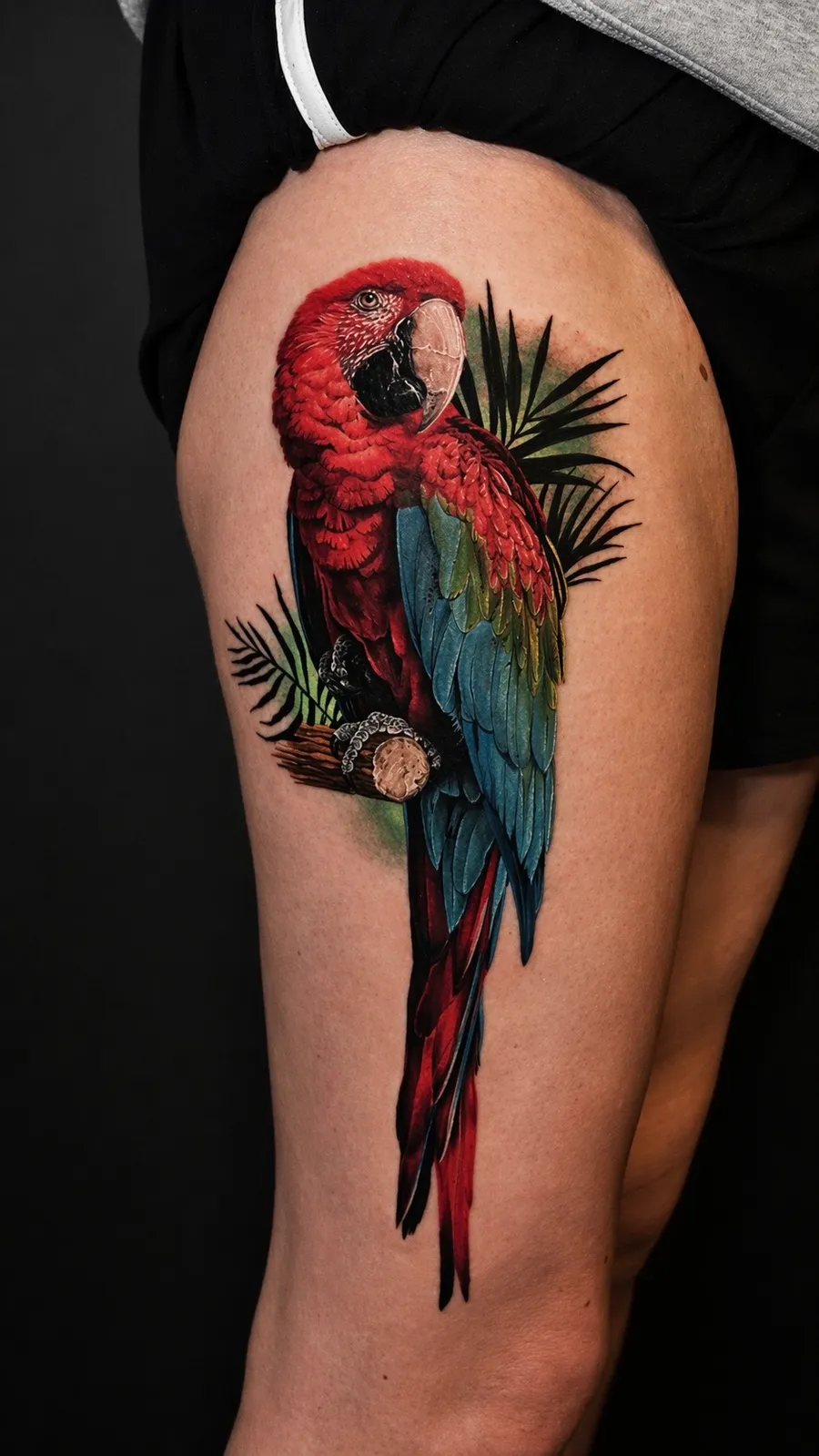 Scarlet Macaw — Color tattoo by Amed Cid
